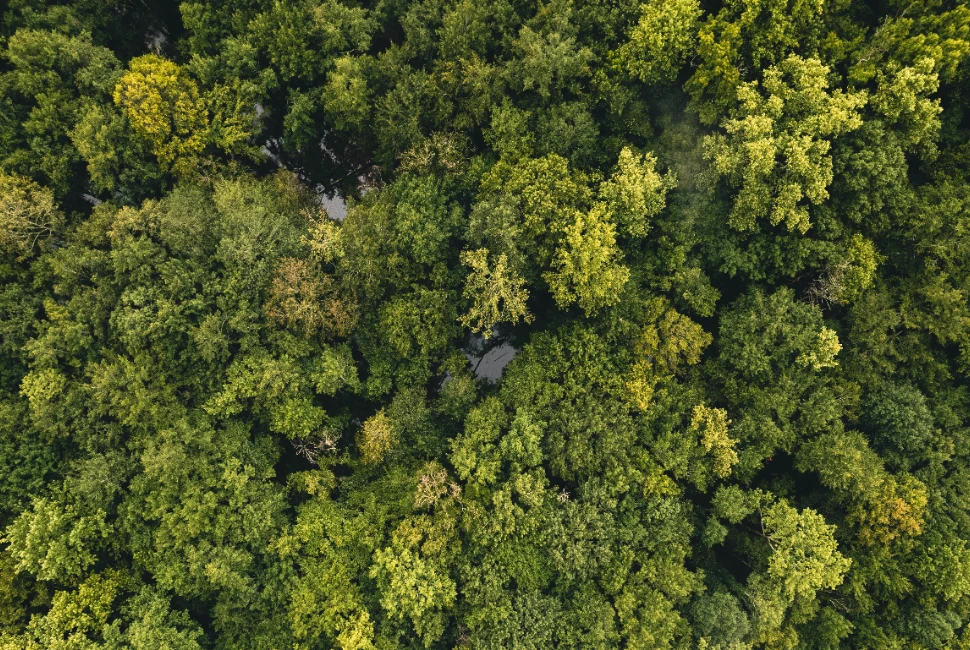 Exploring the Heart of Georgia and Its Unique Weather: An Introduction to Perry, GA
